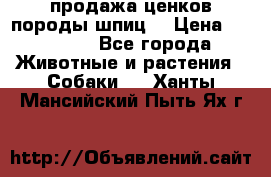 продажа ценков породы шпиц  › Цена ­ 35 000 - Все города Животные и растения » Собаки   . Ханты-Мансийский,Пыть-Ях г.